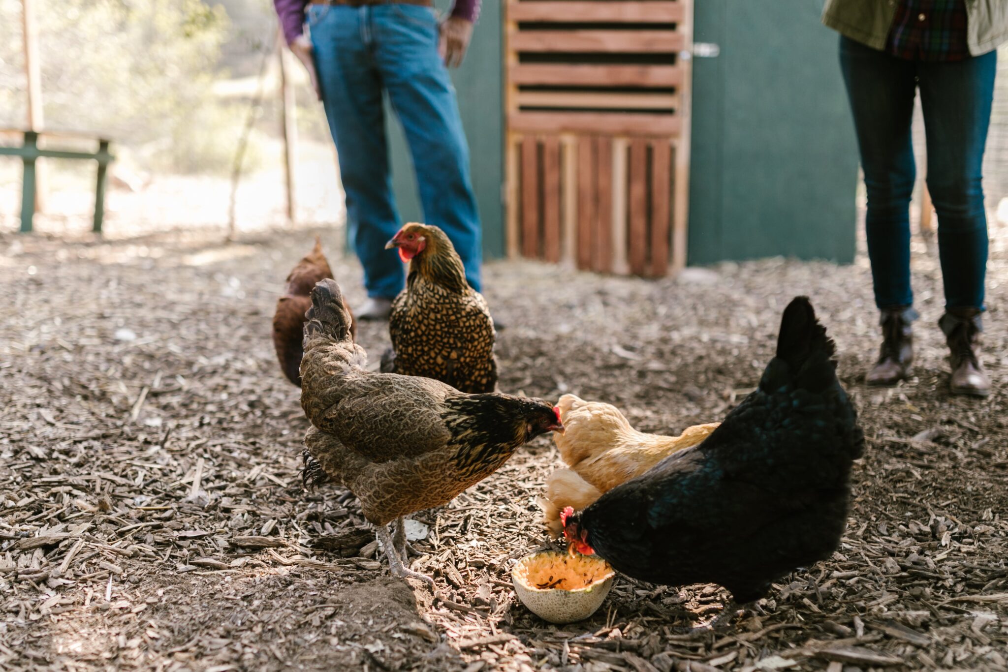 how-to-determine-coop-space-how-many-square-feet-per-chicken-at-home