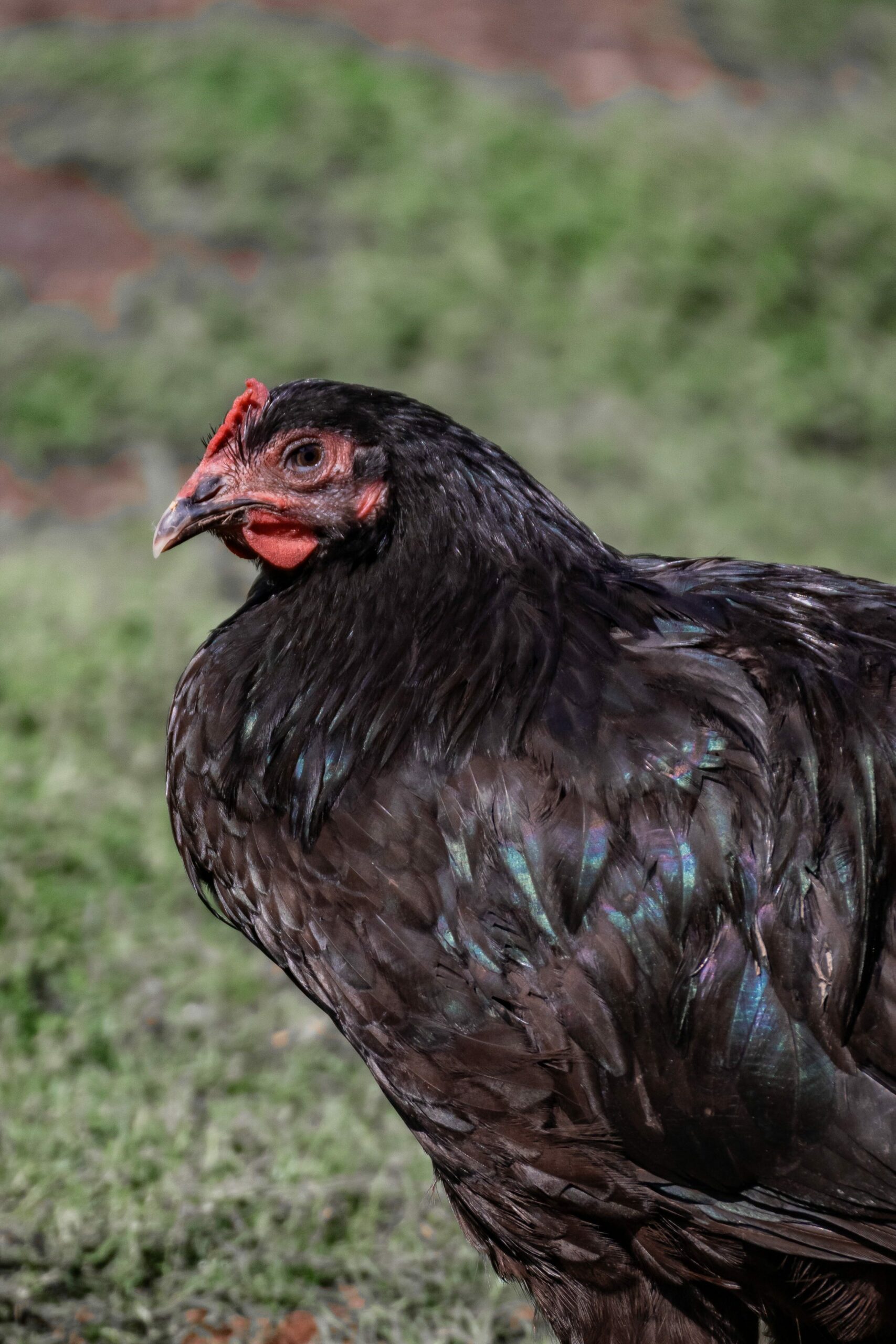 Black Australorp Dual Purpose Chicken Breed in Green Grass Looking.