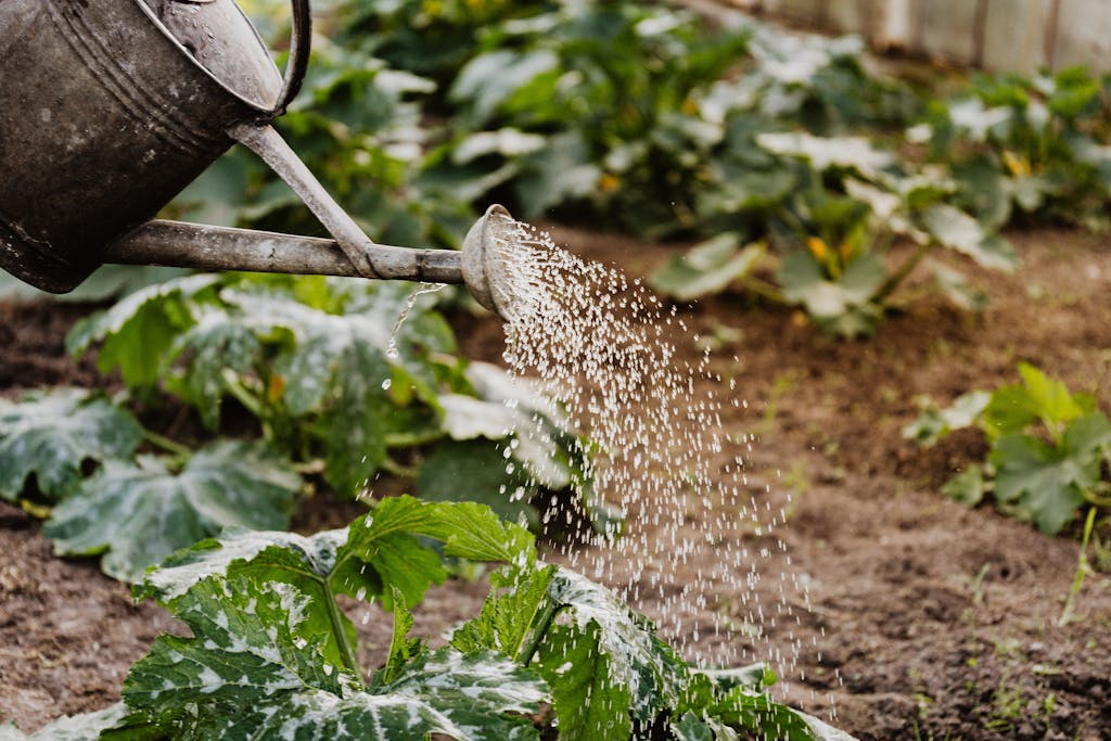 Close-up Photo of Watering Crops